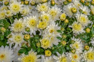 Gäertnerei Hinze Lübeck-crysanthemen Couleur / Pixabay
